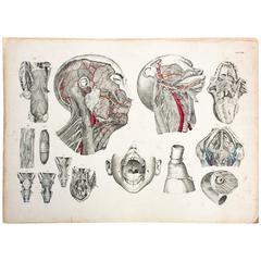 Vintage Anatomical School, Teaching Chart, M.J. Weber, 1830 1