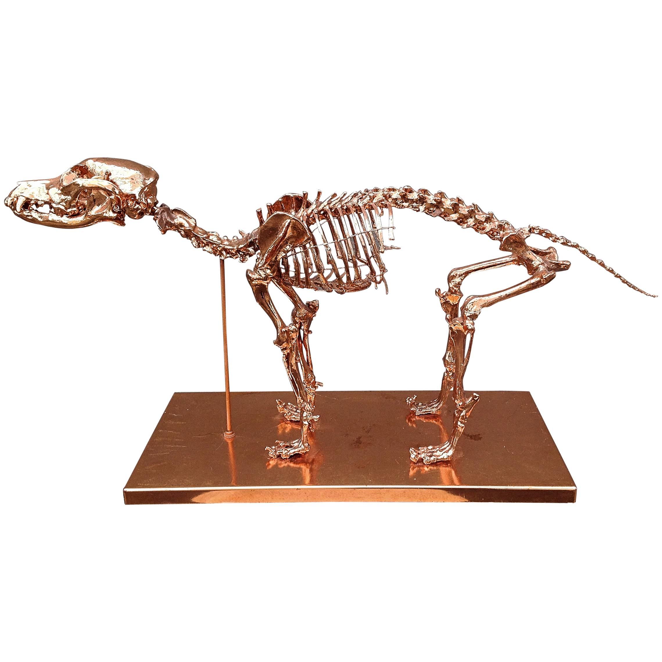 Copper-Plated Dog Skeleton