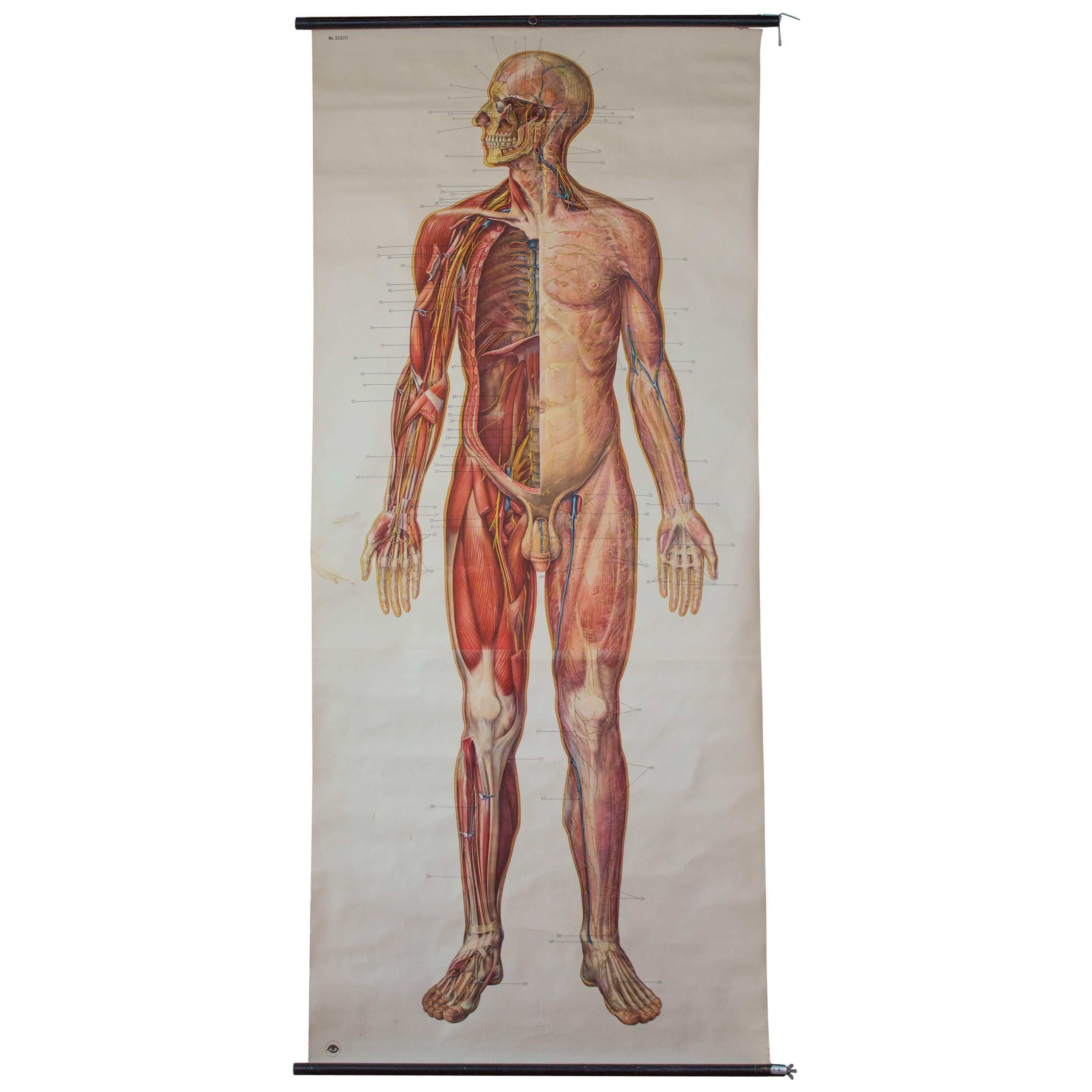 Wall Chart, Human Body, Deutsches Hygiene Institute, 1954 For Sale