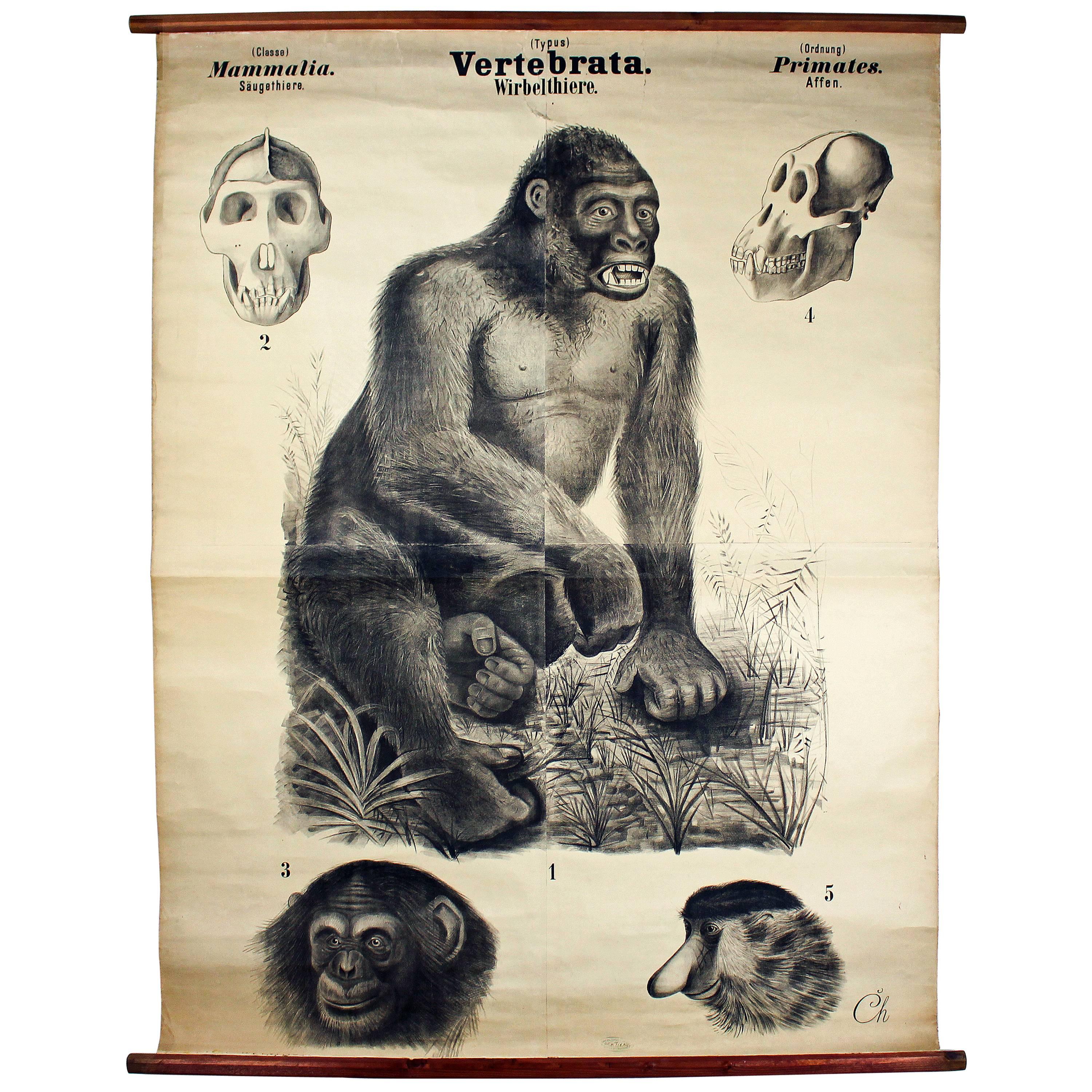 Antique 19th Century Wall Chart by Rudolf Leuckart, Primates, Ape, 1885 For Sale