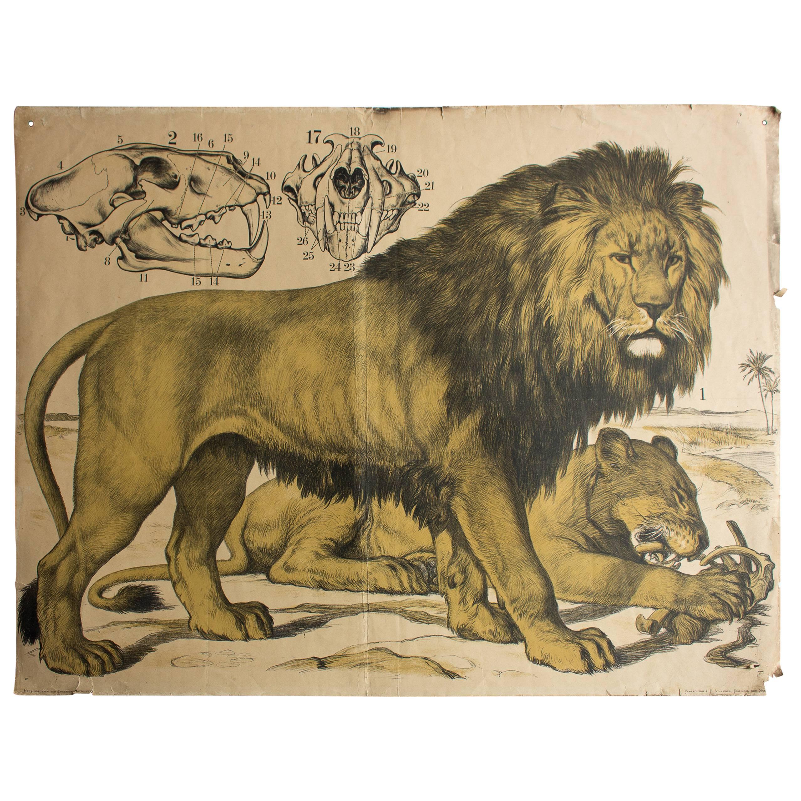 Lion 'Felis Leo, ' Engleders Wall Charts, Lith. J. F. Schreiber, 1893 For Sale