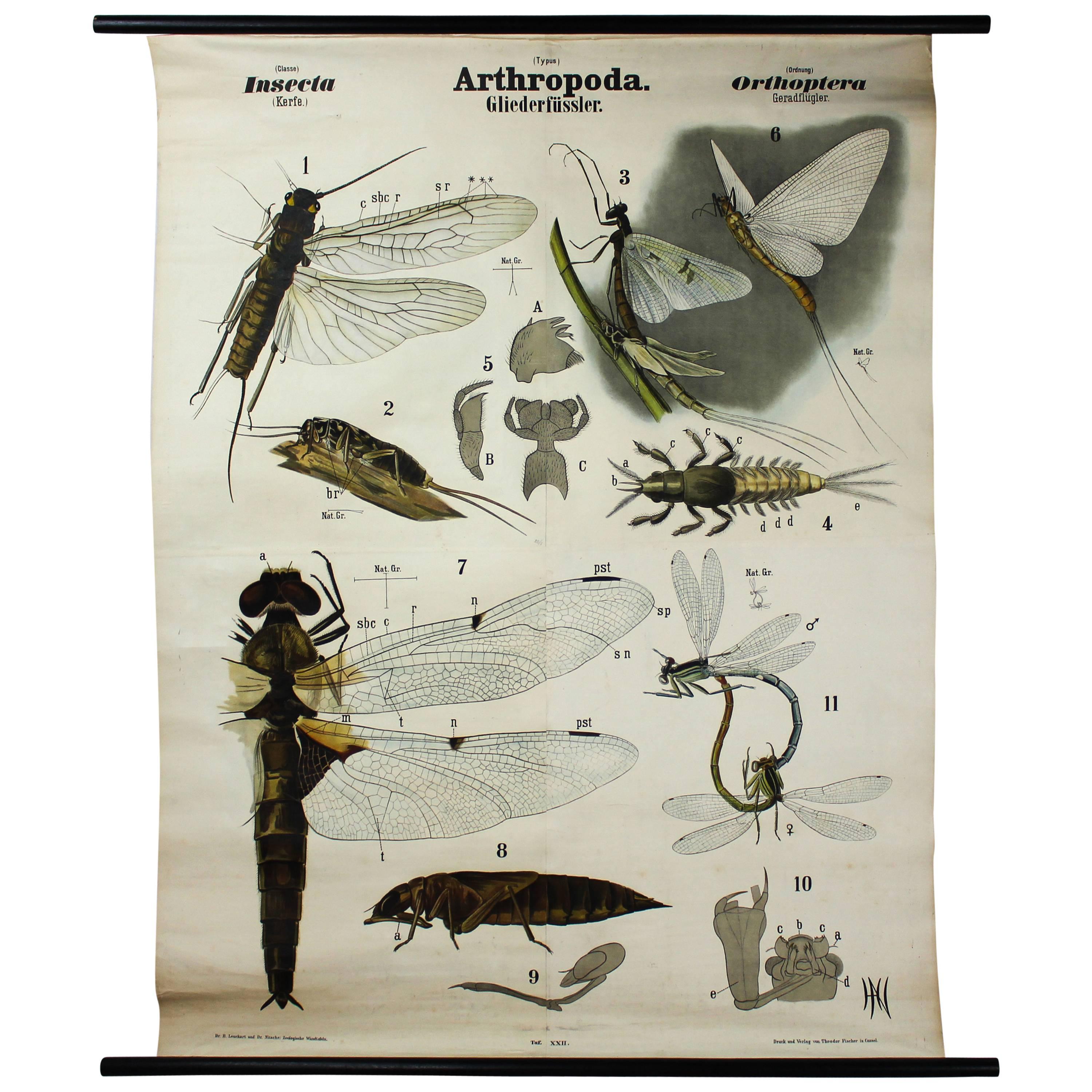 Vintage 19th Century Wall Chart by Rudolf Leuckart, Orthoptera, Insects, 1879 For Sale