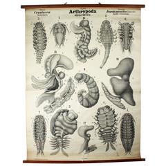 Antique Wall Chart Crustaceans by Rudolf Leuckart, 1885