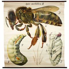 Early 20th Century Paul Pfurtscheller Zoological Wall Chart, Honey Bee, 1929
