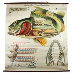 Wall Chart Perch by Paul Pfurtscheller, 1913 12
