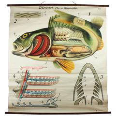 Antique Wall Chart Perch by Paul Pfurtscheller, 1913