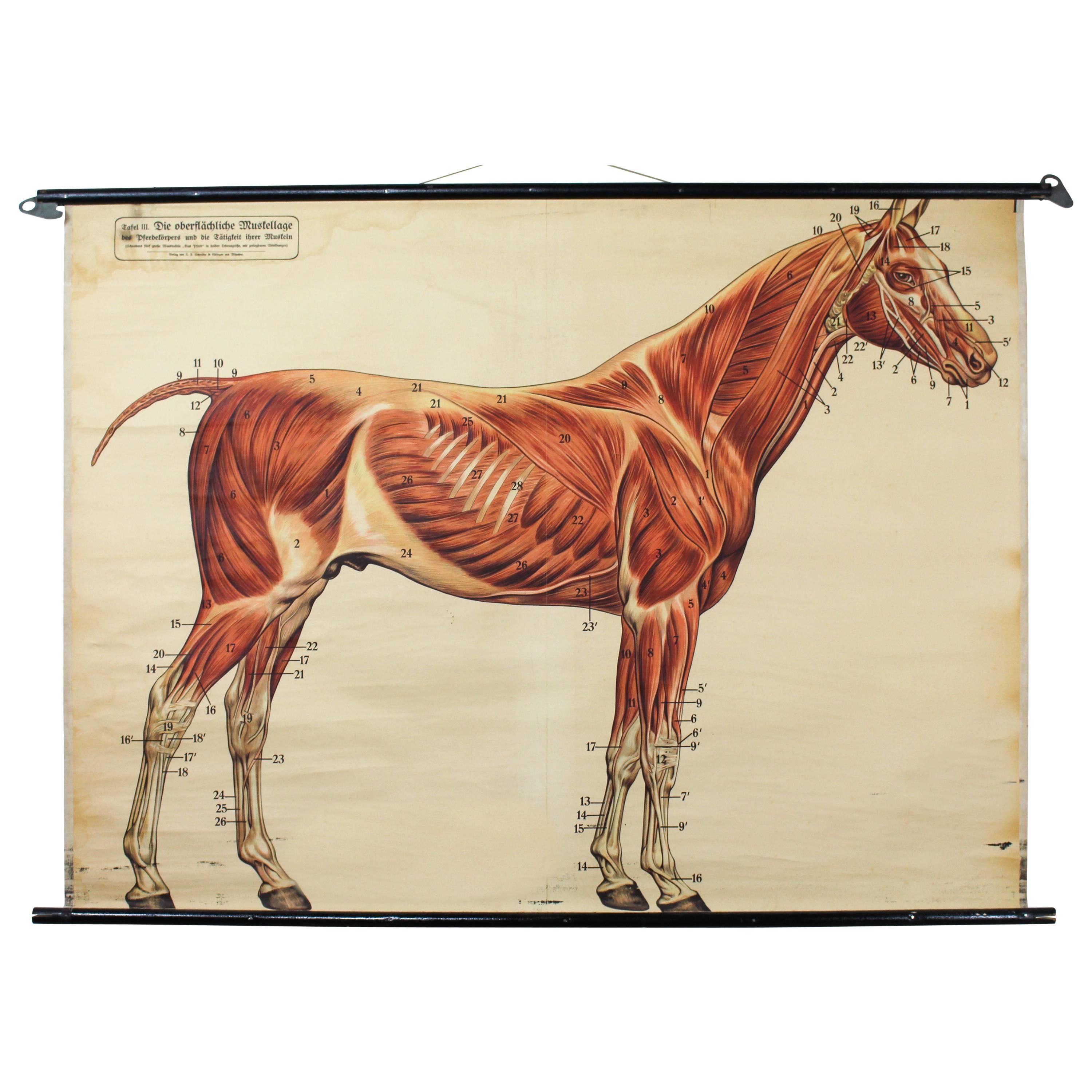 Wall Chart, Muscles on a Horse by Dr. Richard Klett, 1921 For Sale