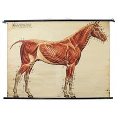 Wall Chart, Muscles on a Horse by Dr. Richard Klett, 1921