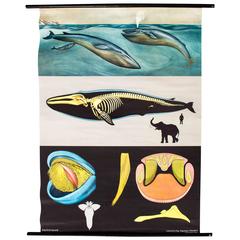 Wall Chart Blue Whale by Jung-Koch-Quentell, 1968