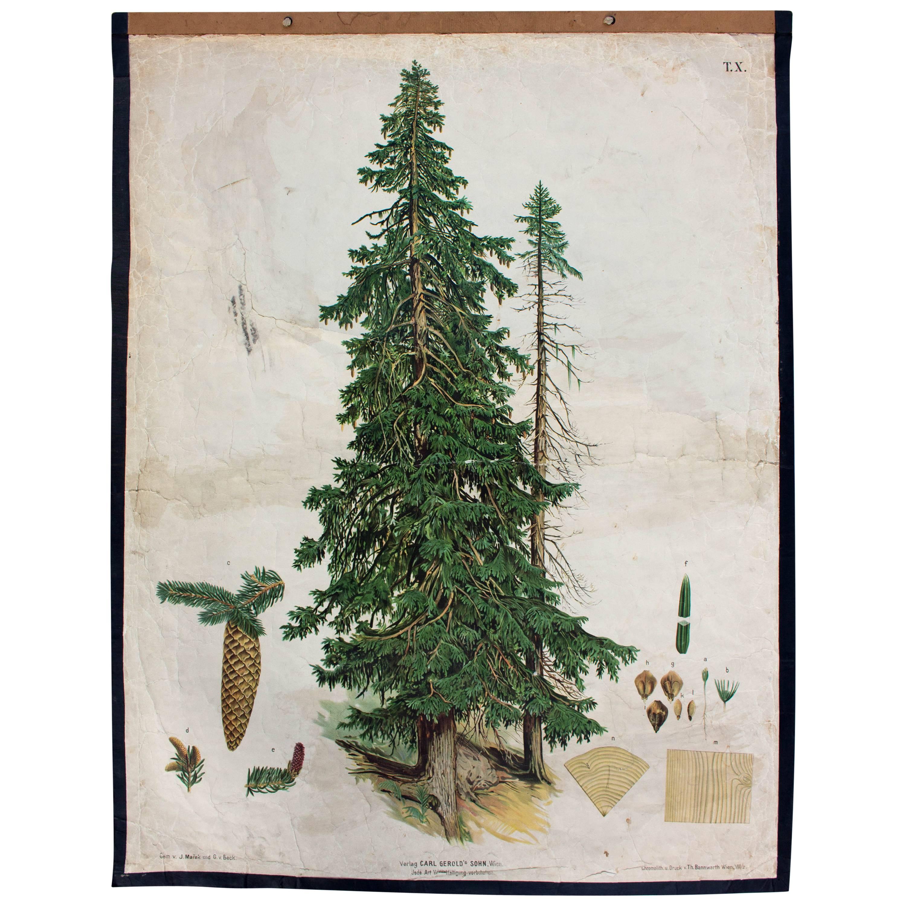 Wall Chart Spruce Tree by J. Marak and G. V. Beck for Gerold & Sohn, 1879 For Sale