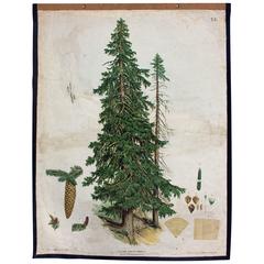Wall Chart Spruce Tree by J. Marak and G. V. Beck for Gerold & Sohn, 1879