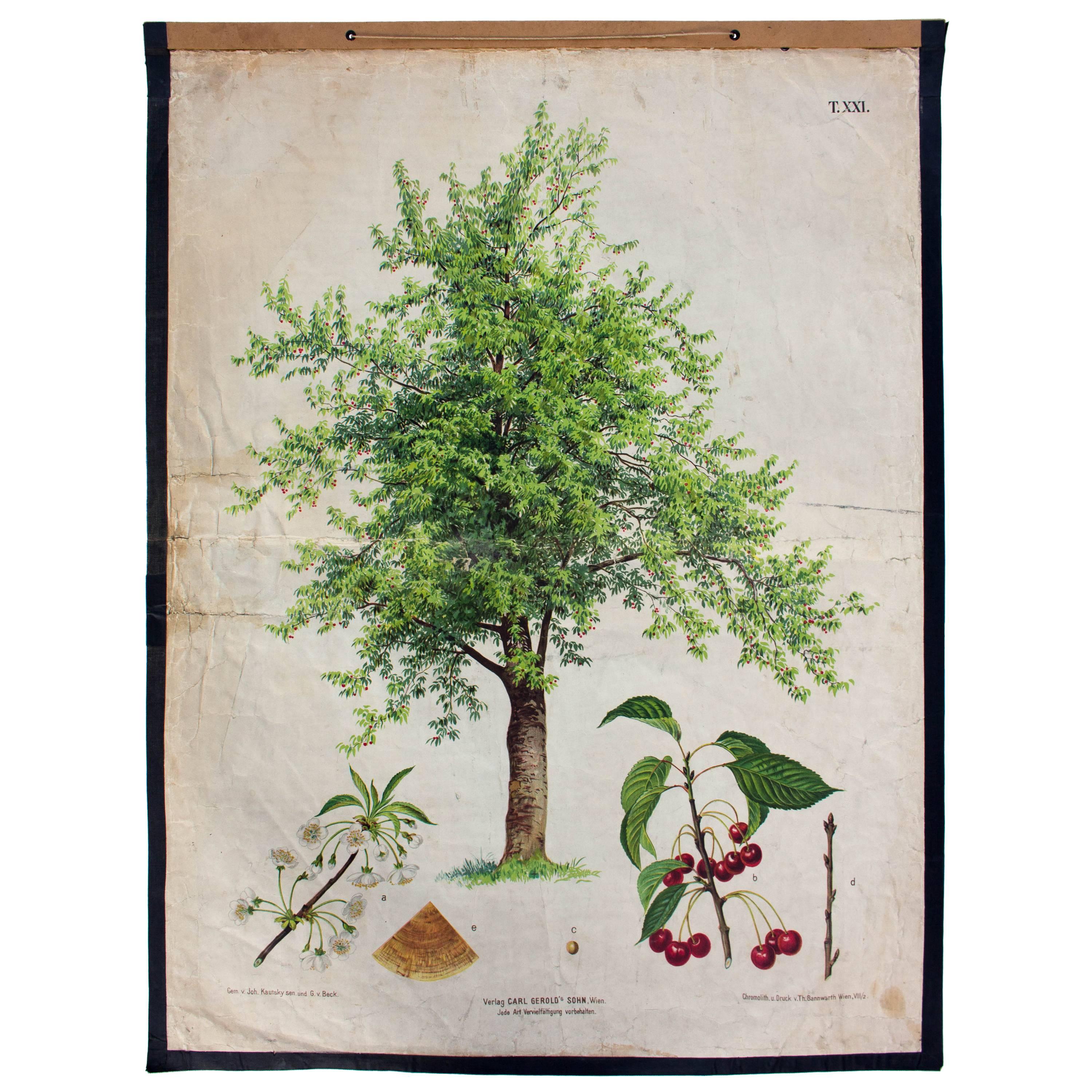 Wall Chart Cherry Tree by v. Joh. Kautsky and G. v. Beck for Gerold & Sohn, 1879