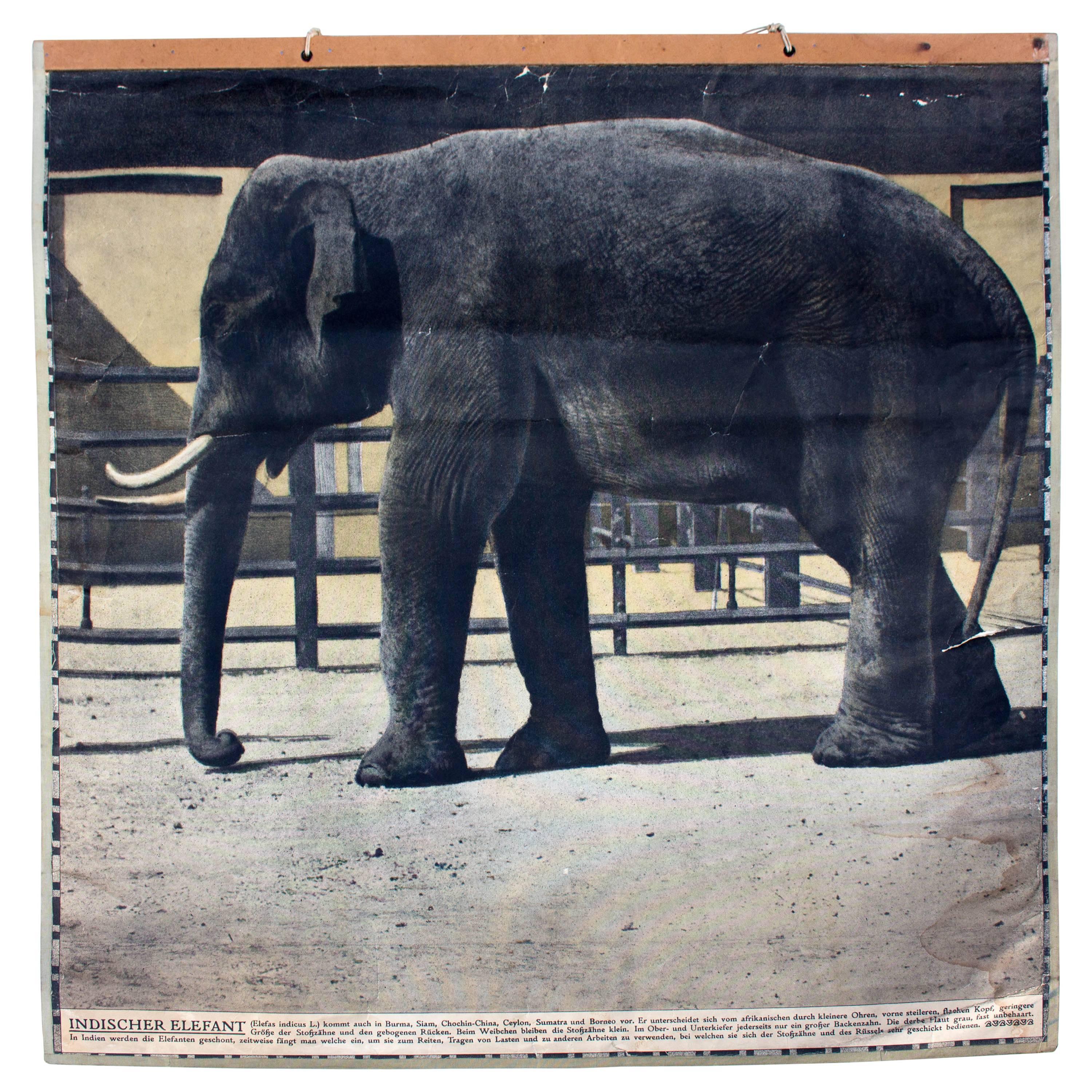 Vintage Wall Chart Elephant, 1916 For Sale