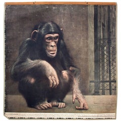 Vintage Wall Chart Chimpanzee, 1916