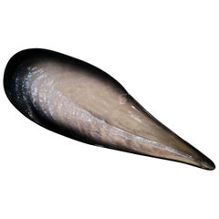 Grande ciotola a forma di conchiglia di Pol Chambost