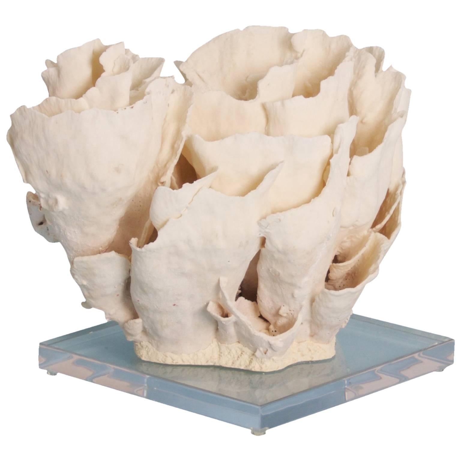 Inspired Cup Coral Sculpture on a Lucite Base