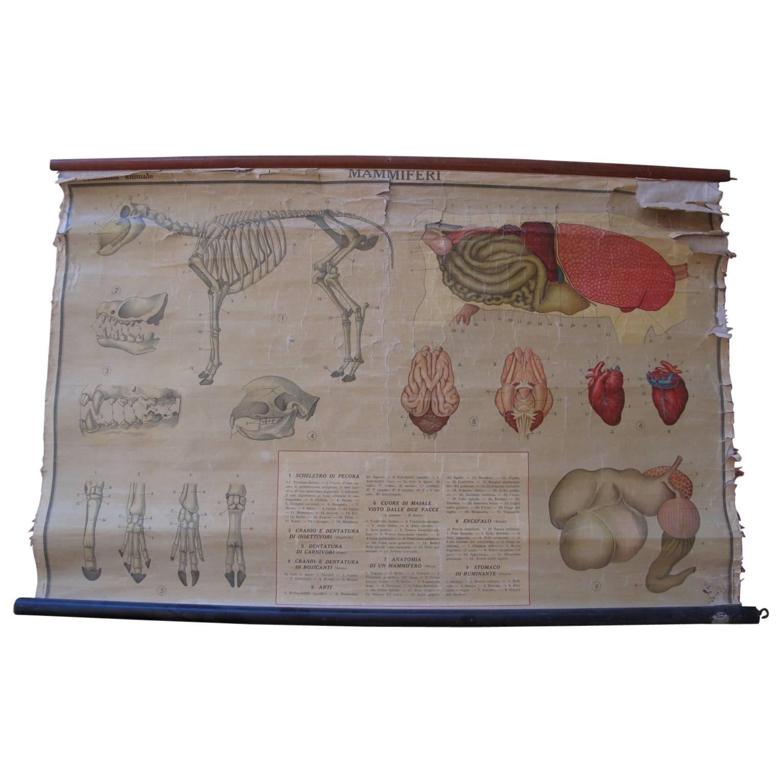 Skeletal System Chart from Argentina For Sale