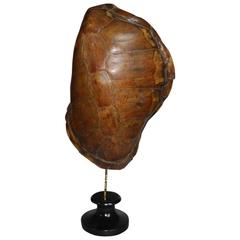 20th century sea turtle shell shield on new stand
