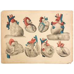 Vintage Anatomical School, Teaching Chart, M.J. Weber, 1830