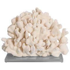 Cauliflower Coral Sculpture on a Lucite Base