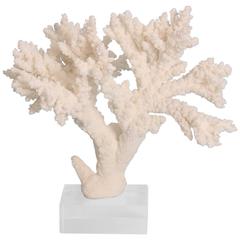 Branch Coral Specimen