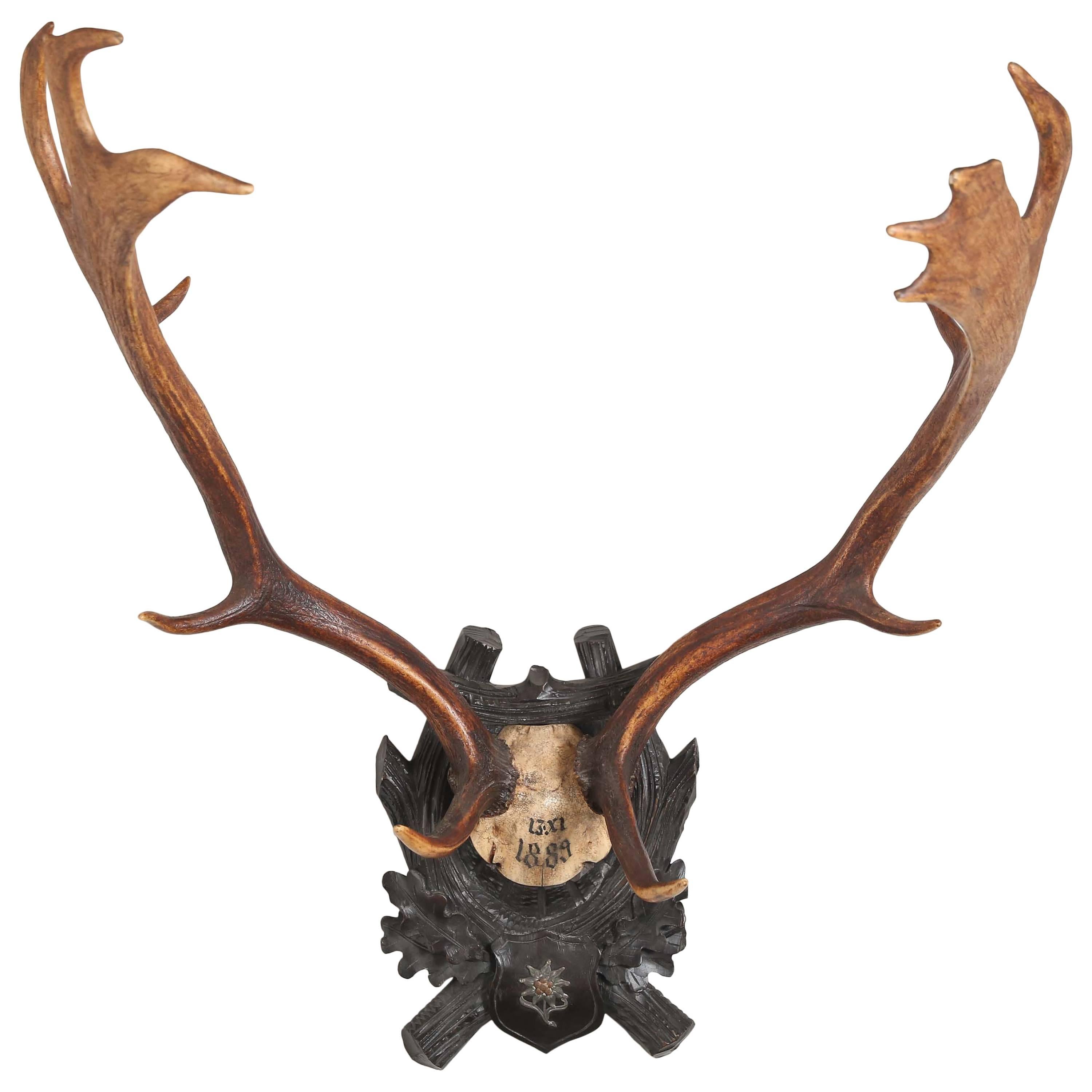 Habsburg Fallow Deer Trophy on Black Forest Plaque with Veteran's Medal