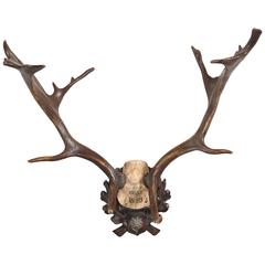 Habsburg Fallow Deer Trophy on Black Forest Plaque with Veteran's Medal