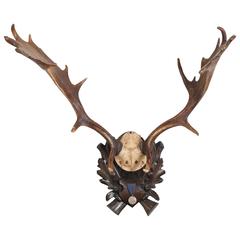 Habsburg Fallow Deer Trophy from Eckartsau Castle with Original Medal