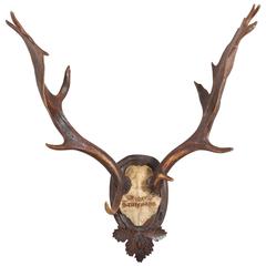 Habsburg Fallow Deer Trophy of the Baron Kaufmann from Eckartsau Castle