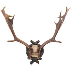 19th Century Habsburg Fallow Deer Trophy from Eckartsau Castle