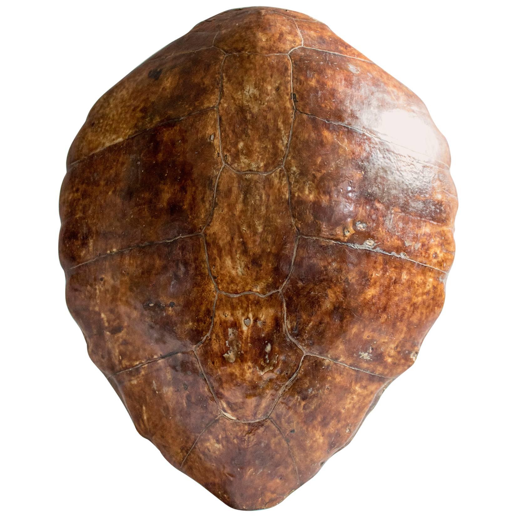 Vintage Turtle Shell Taxidermy