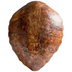 Vintage Turtle Shell Taxidermy