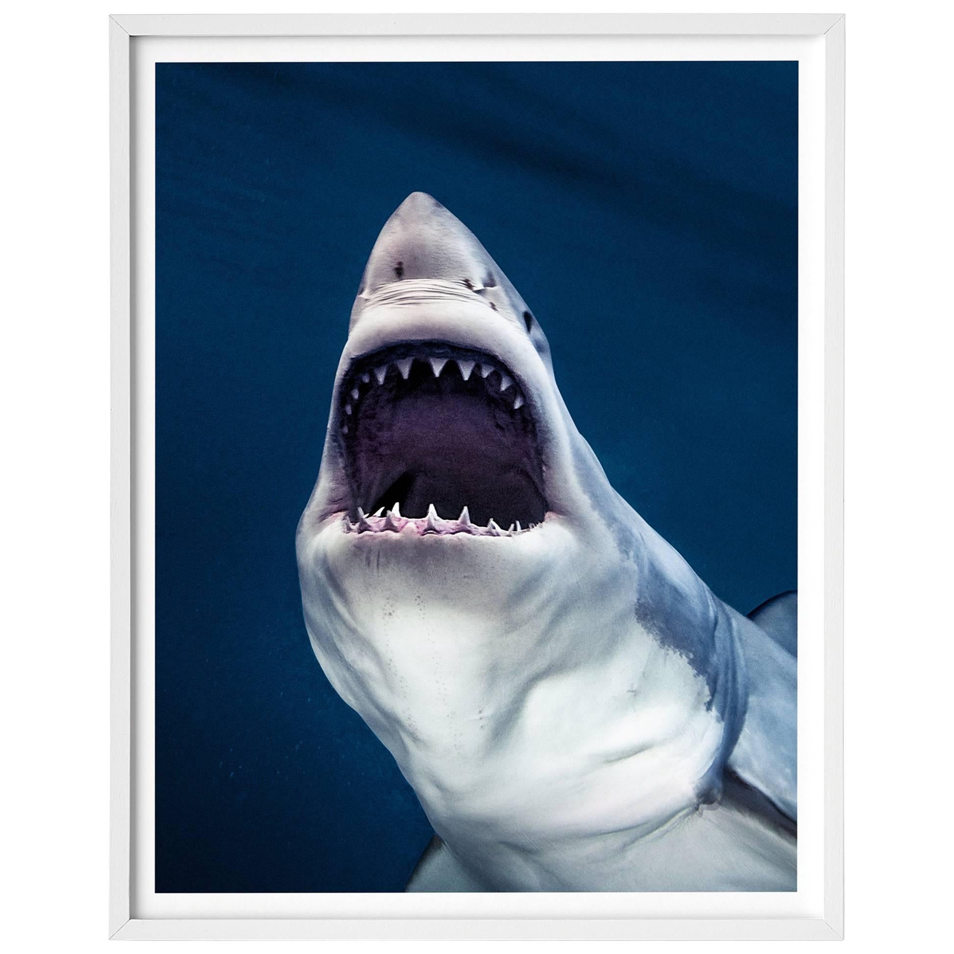 Michael Muller, Sharks, Art Edition No 1-100 ‘Tear You Apart’ For Sale