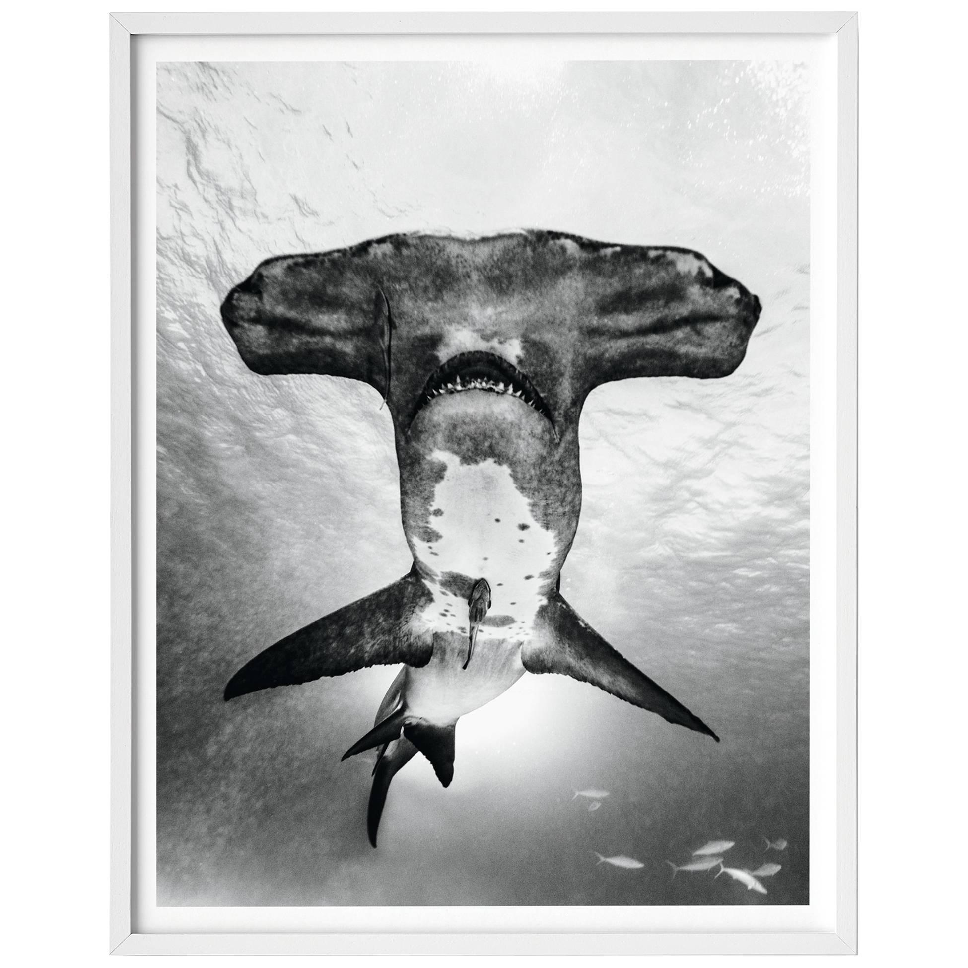 Michael Muller, Sharks, Art Edition No. 101-200 ‘Under Study’ For Sale