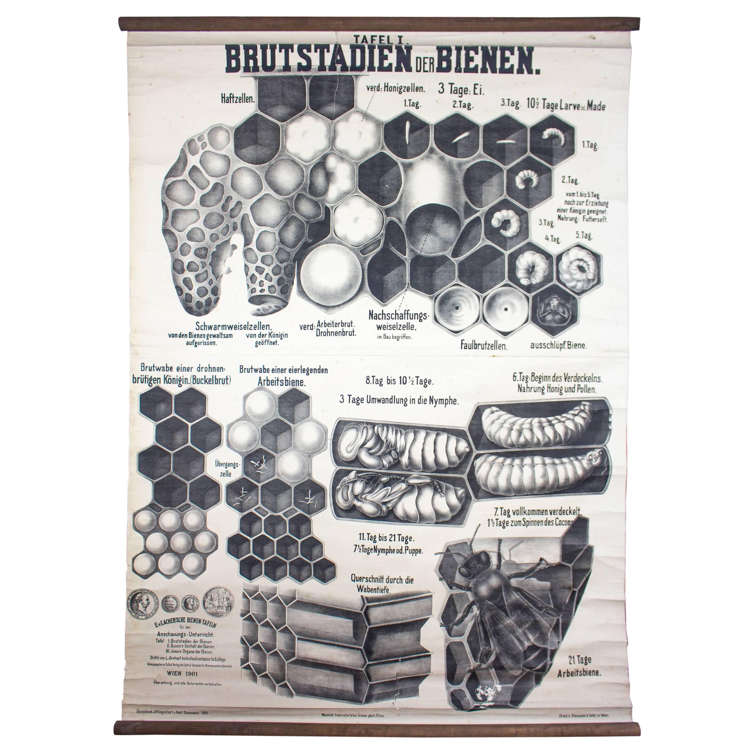 Wall Chart by Karl Steinmann, Breeding Season of the Honeybee, Vienna, 1901 For Sale