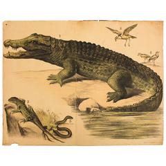 Crocodile, Engleders Wall Charts, Lithograph by J. F. Schreiber, 1893 5