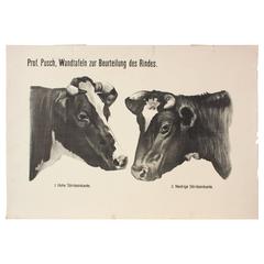 Wall Chart by Dr. G Pusch, "Anatomie of Cows," 1901 6