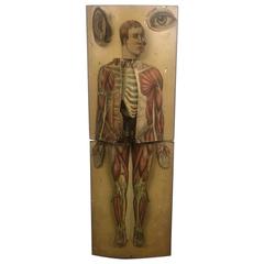 Antique Gardenier's Movable Atlas, Human Body