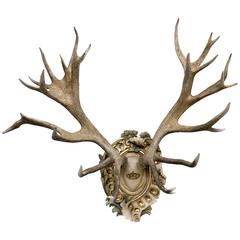 Antique 19th Century Habsburg Red Stag Trophy from Eckartsau Castle with Original Crown