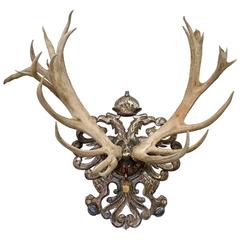 Antique 19th Century Habsburg Red Stag Trophy from Franz Joseph's Castle at Eckartsau