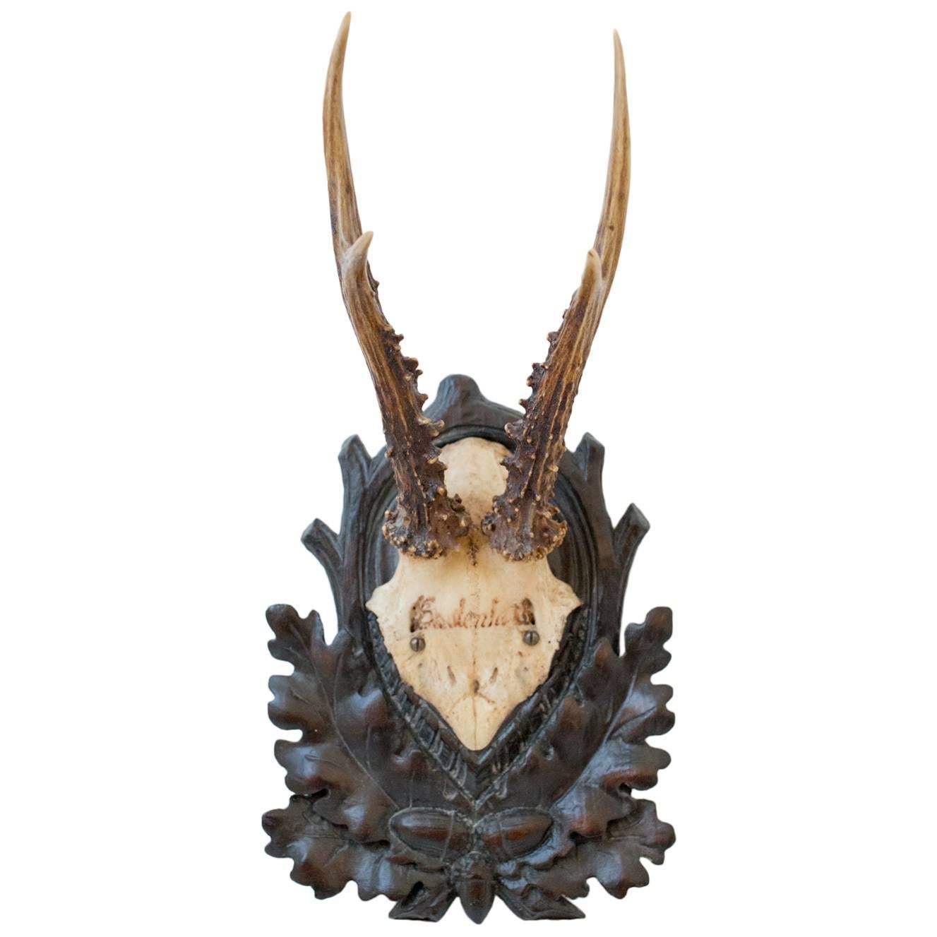 19th Century Habsburg Roe Deer Trophy from Eckartsau Castle, Austria