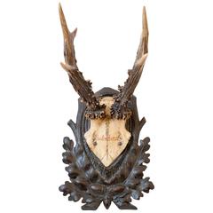 19th Century Habsburg Roe Deer Trophy from Eckartsau Castle, Austria