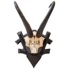 19th Century Chamois Trophy from Bad Ischl