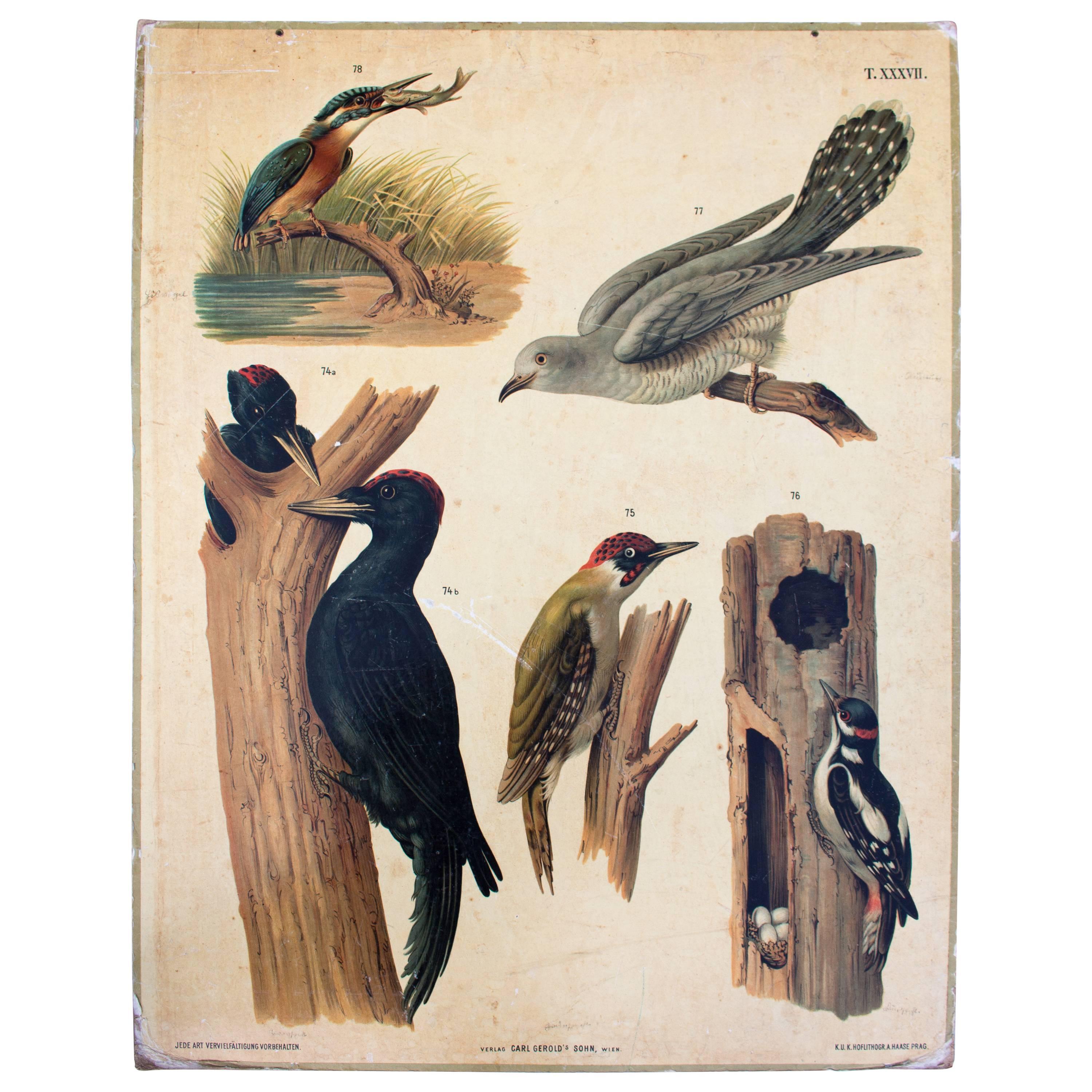 Birds Wall Chart by Carl Gerold's Sohn, K.U.K Hoflithogr. A. Haase, 1886 For Sale