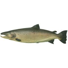 Large Wooden Salmon Fish Model