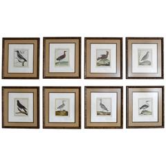 Set of Eight Hand-Colored Bird Engravings by Francois Nicolas Martinet