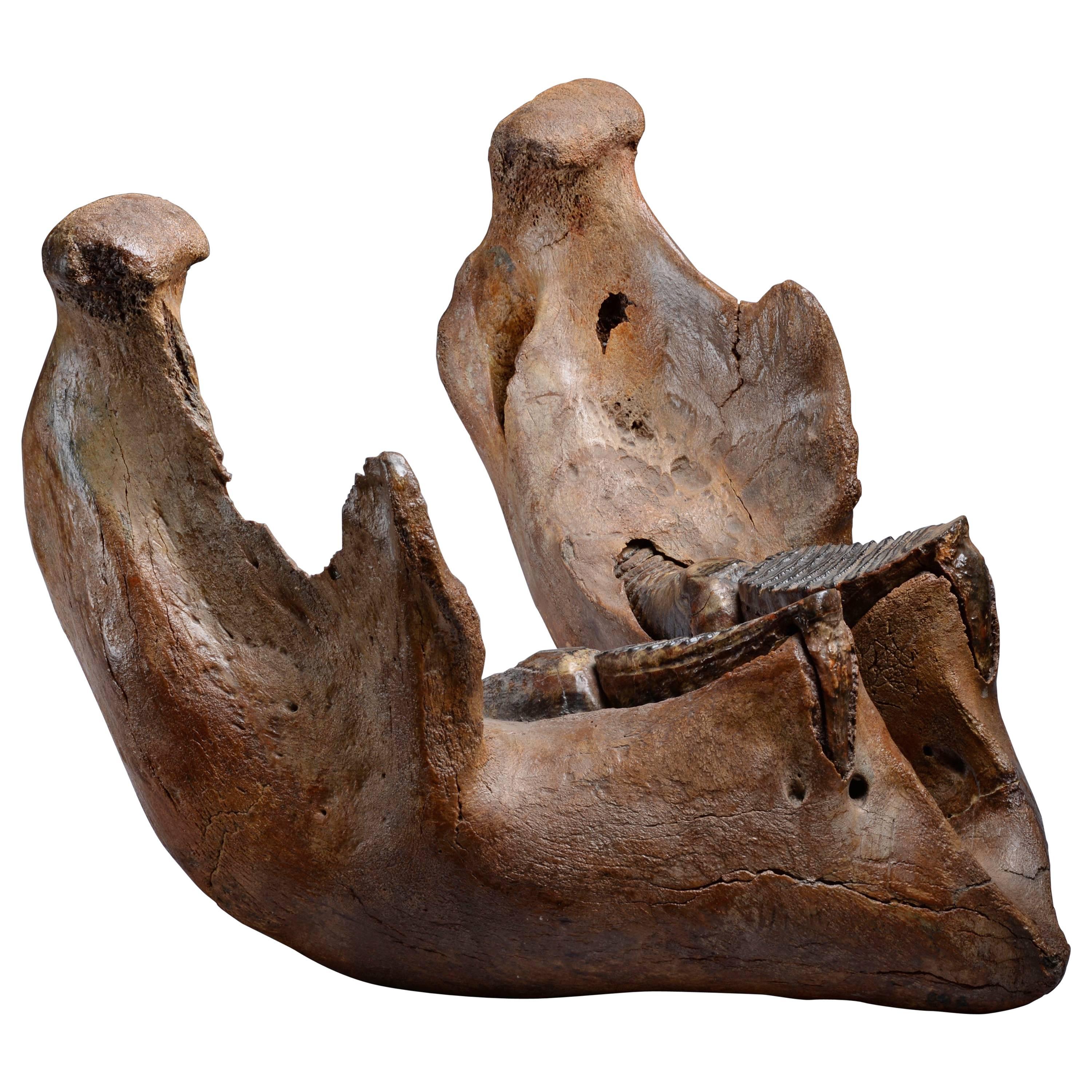 Large Woolly Mammoth Jaw