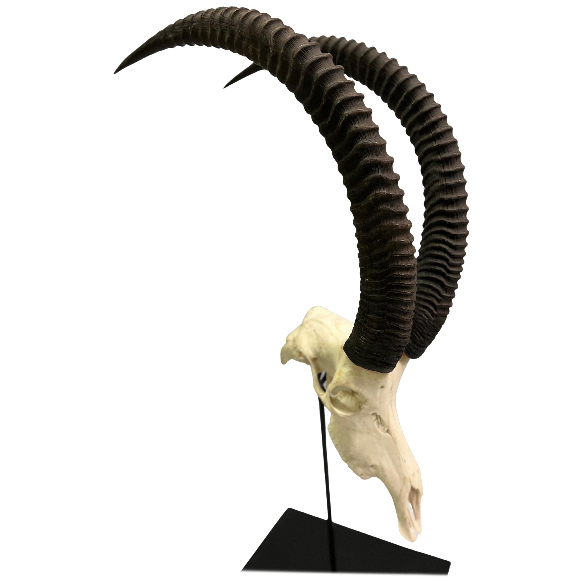 1 Large Mounted Sable Antelope Skull with Large Curved Ringed Horns / Antlers For Sale