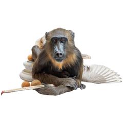 Female Mandrill. Fine Taxidermy by Sinke & Van Tongeren 12