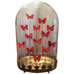 Incredibly Stunning Group of African Red Gliders in Demonstration Case